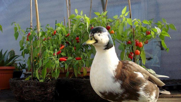 Spitalfields City Farm