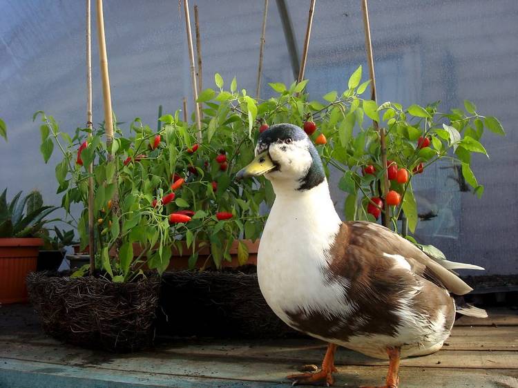 Spitalfields City Farm