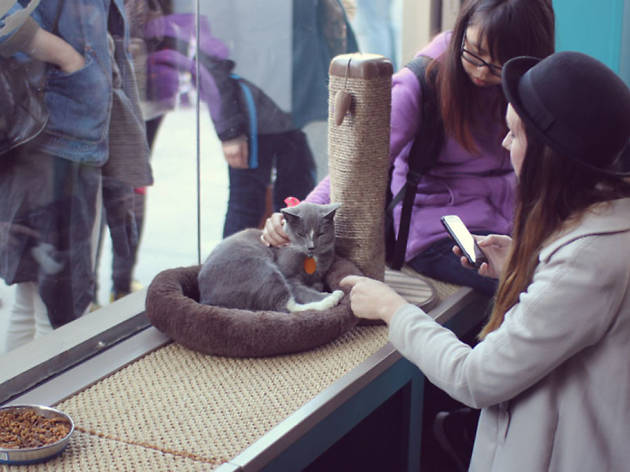 Cats on cats on cats: First permanent cat cafe might come to NYC