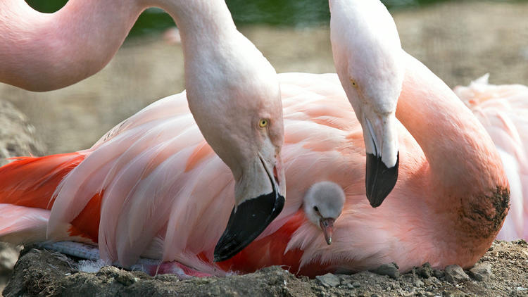 San Francisco Zoo