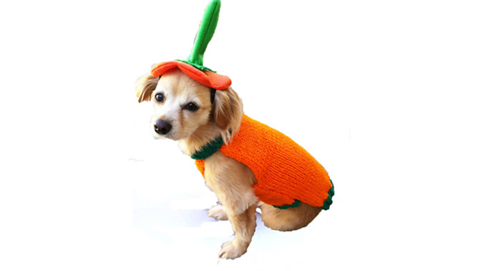 Dog Halloween costumes for small and large dogs