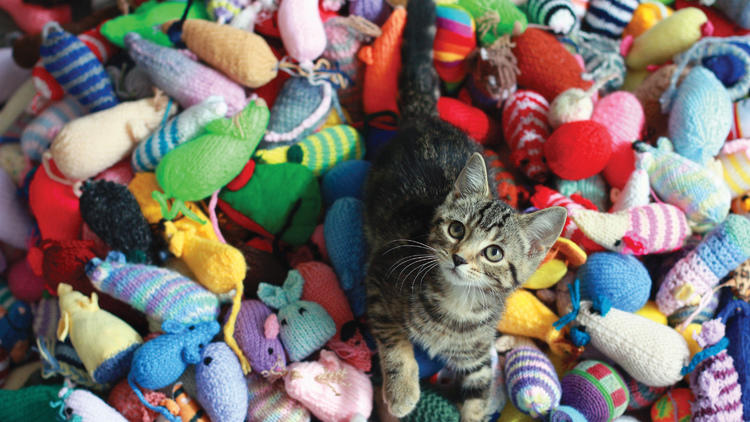 Craft club for animal-lovers