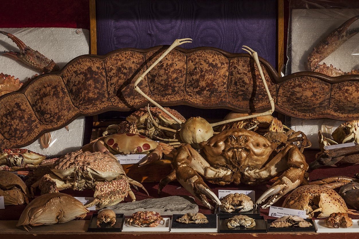 The Viktor Wynd Museum of Curiosities, Fine Art & Natural History