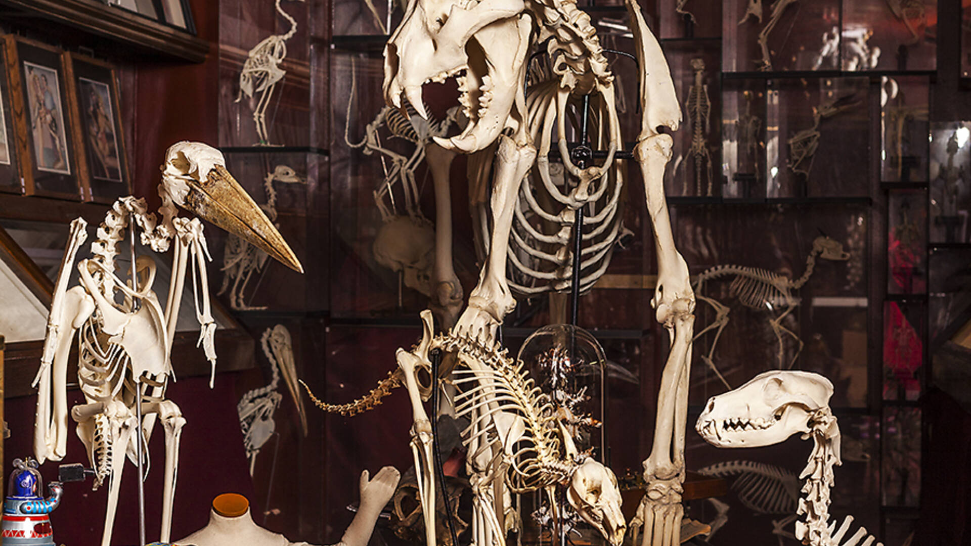 The Viktor Wynd Museum of Curiosities, Fine Art & Natural History