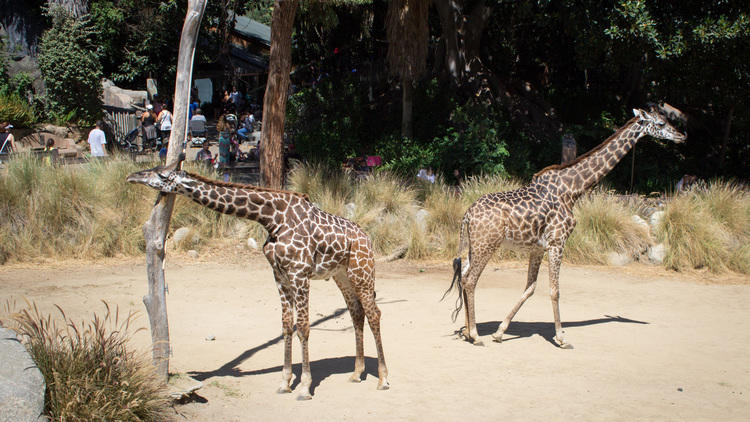 Los Angeles Zoo