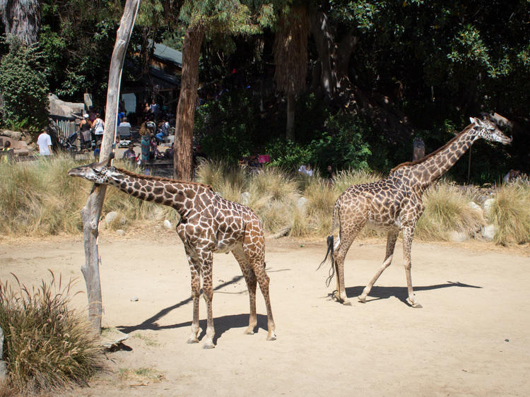 Los Angeles Zoo