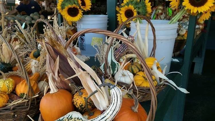 Forneris Farms Pumpkin Patch