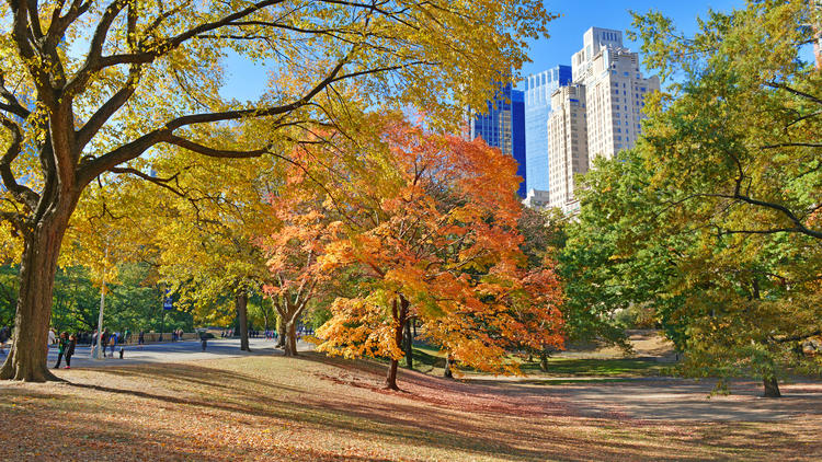 Fall in New York