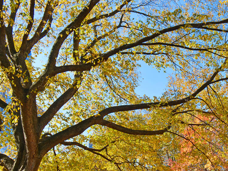 Fall in New York