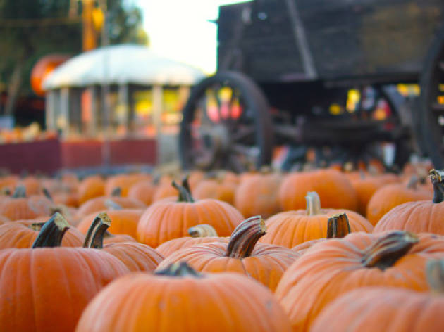 cool pumpkin patch