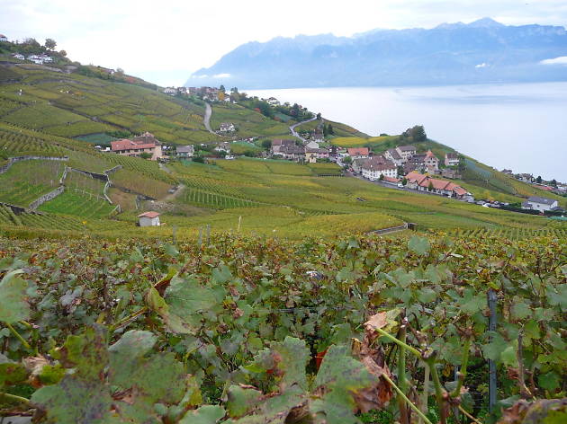 Lavaux Lavaux vineyards, Time Out Switzerland