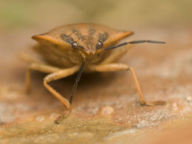 At The Times Square Amc A Side Of Bedbugs With Your Popcorn
