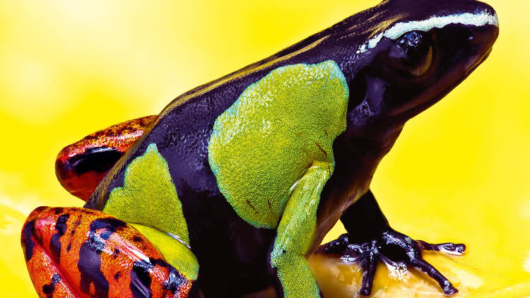 Philippe Martin, Mantella Baroni (Madagascar)