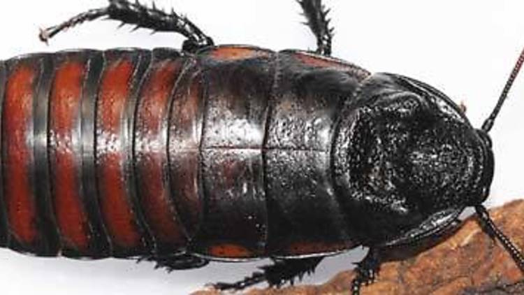 Meet the Insects Talk Meet the Insects Talk, Edinburgh