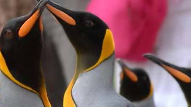 Penguin Parade, Edinburgh