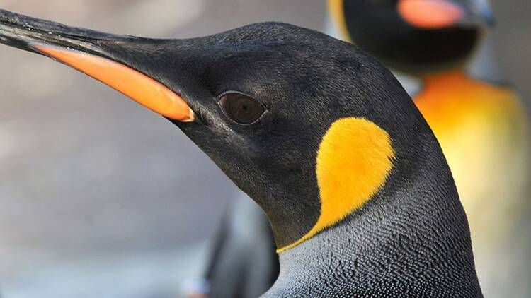 Penguin Talk, Edinburgh