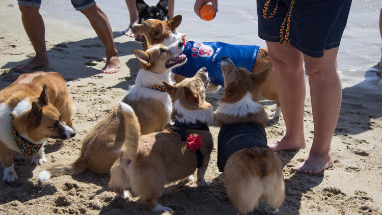 Corgipalooza': 150+ corgis to gather for Cincinnati dog meetup