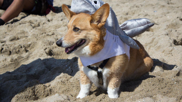 Corgi slides 2024