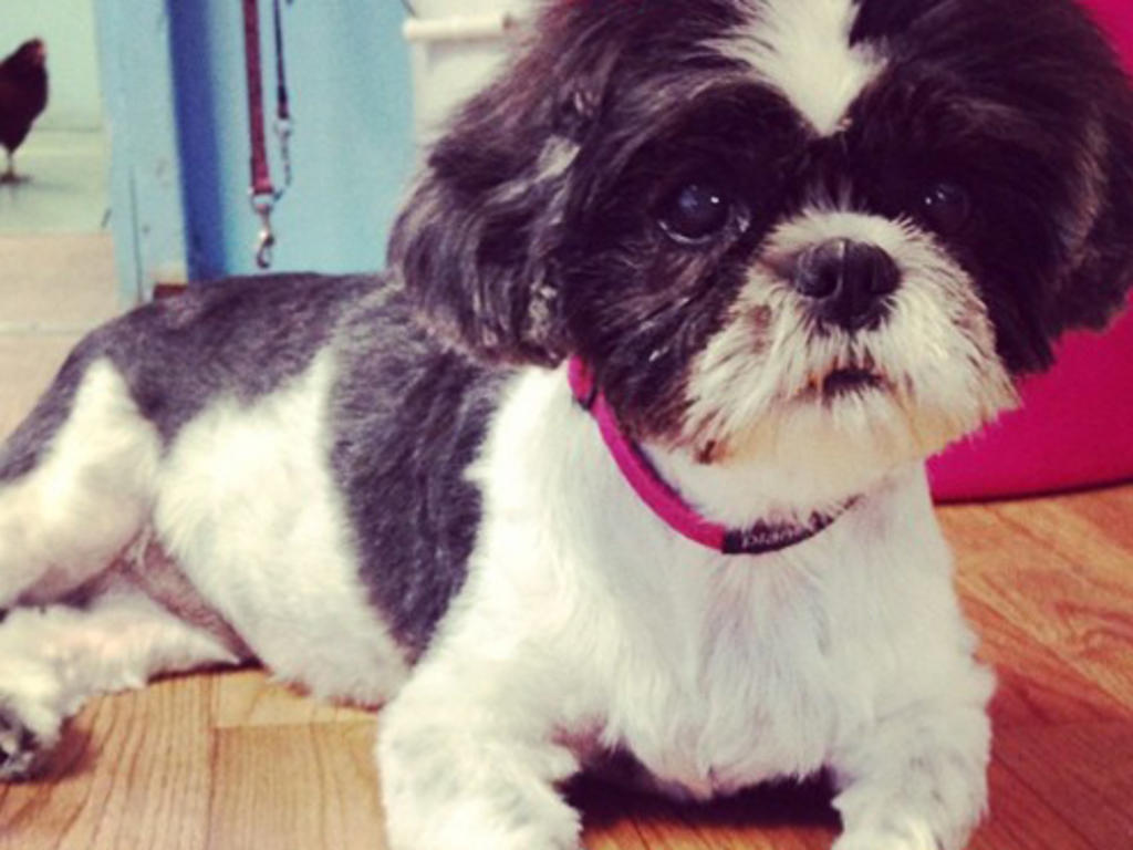 Best places for pet adoption in NYC including foster centers