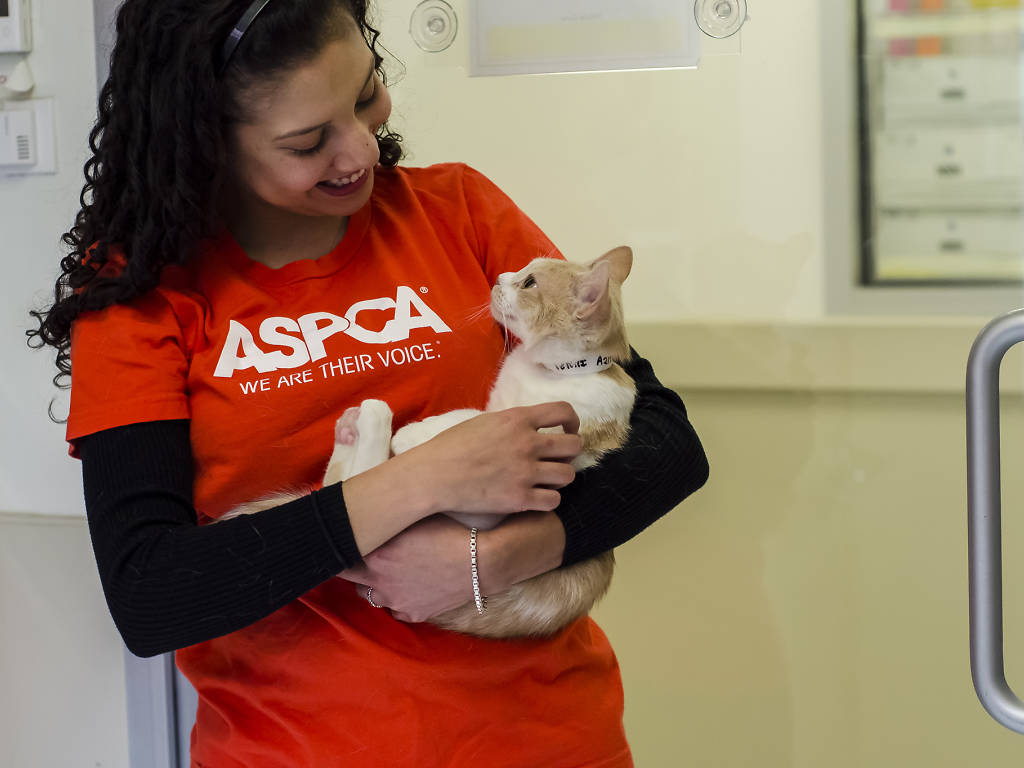 Best places for pet adoption in NYC including foster centers