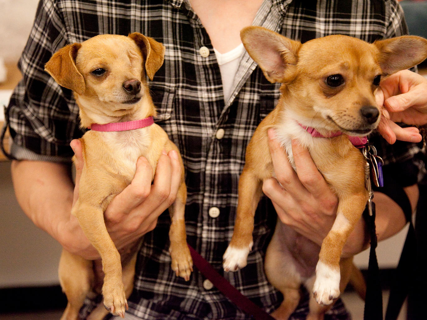 Best places for pet adoption in NYC including foster centers