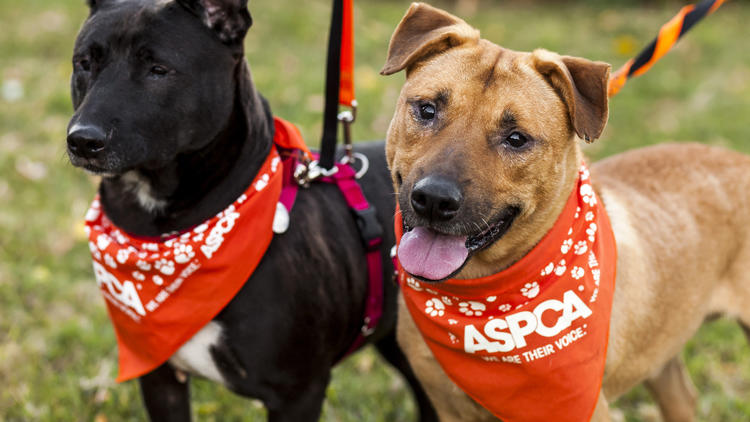 The best pet adoption and foster centers in NYC