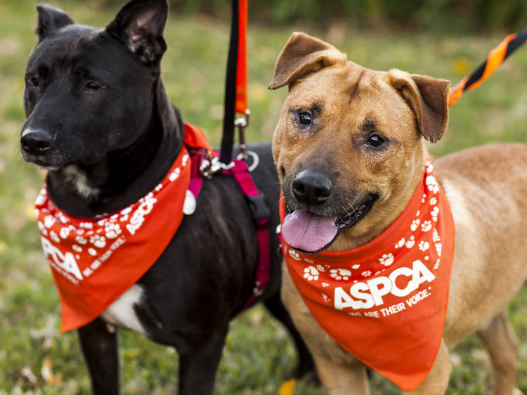 The best pet adoption and foster centers in NYC