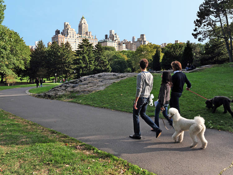 The pets guide to NYC