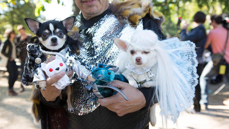 New York Pet Fashion Show Was Full Of Dogs In Amazing Costumes