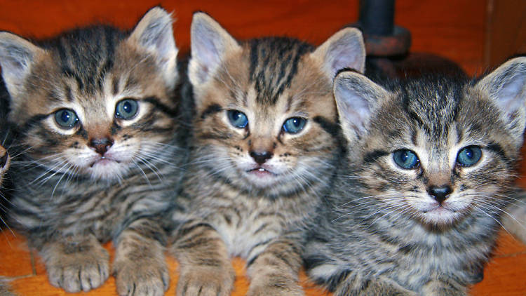 You could be nuzzling kittens like these today.
