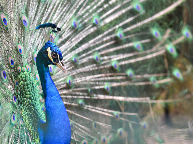 Penang Bird Park Attractions In Tanjung Bungah Penang