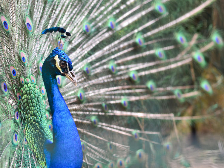 Penang Bird Park