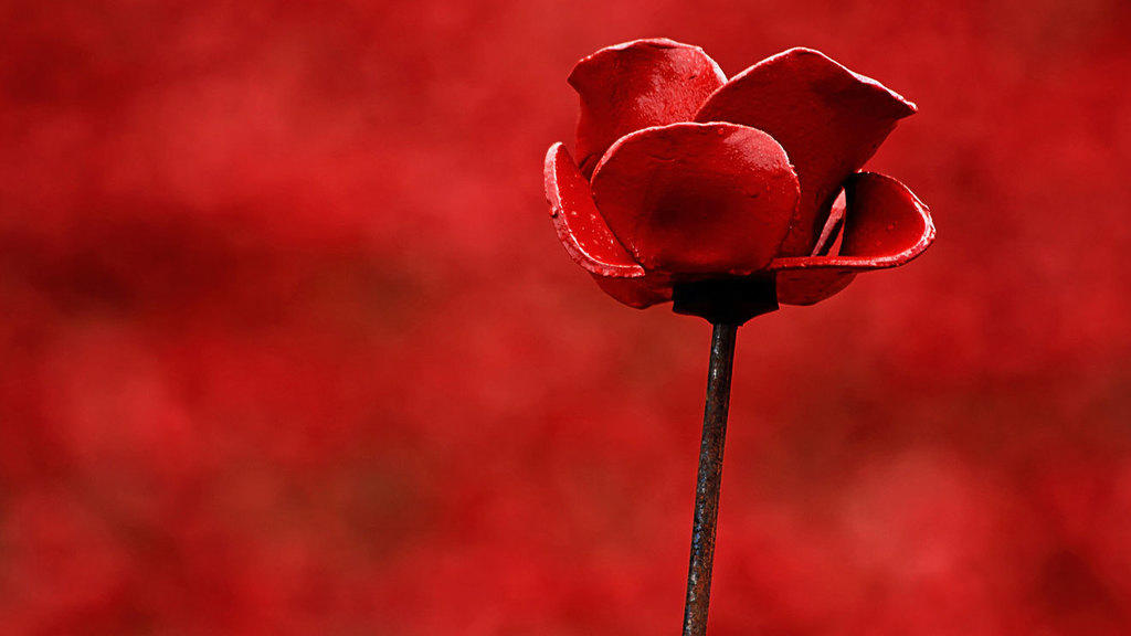 In photos: 2014's Tower of London poppies