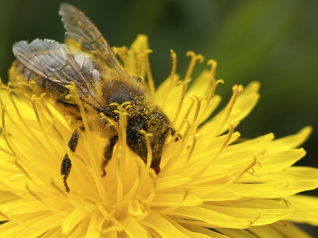 abeille abeille