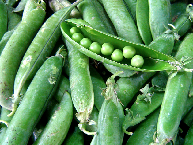 haricot légumes haricot légumes