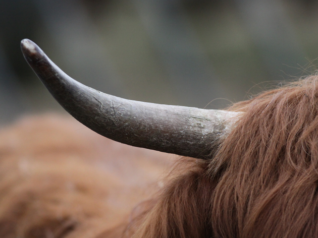 vache vache