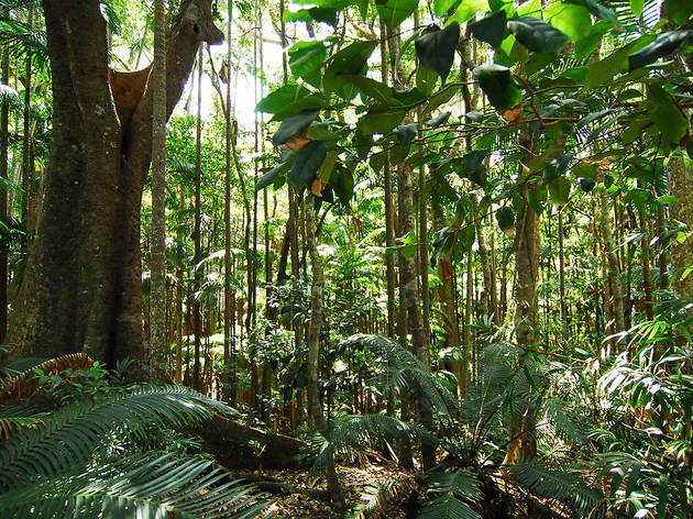 "Rainforest Adventure" "Rainforest Adventure"