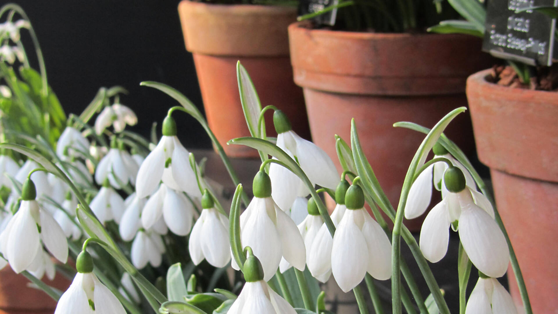 Snowdrop Days | Things to do in London