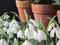 Snowdrop Days at Chelsea Physic Garden