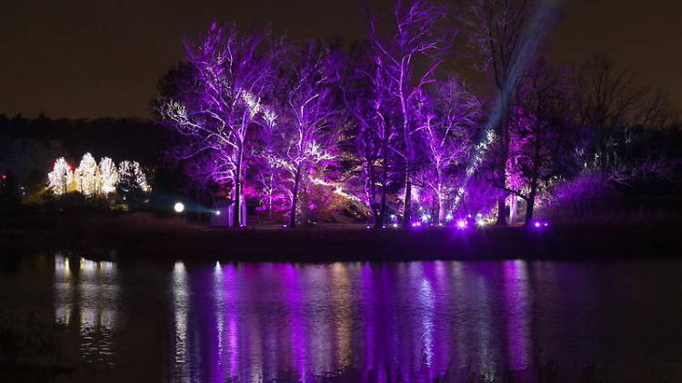 Tree Lights at The Morton Arboretum