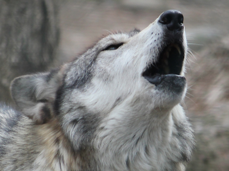 Faire un pacte avec les loups • Zoo de Vincennes