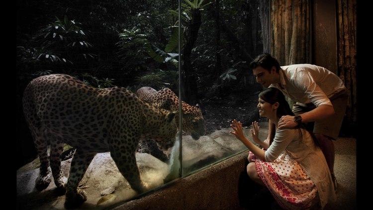 The Night Safari is the world's first night zoo