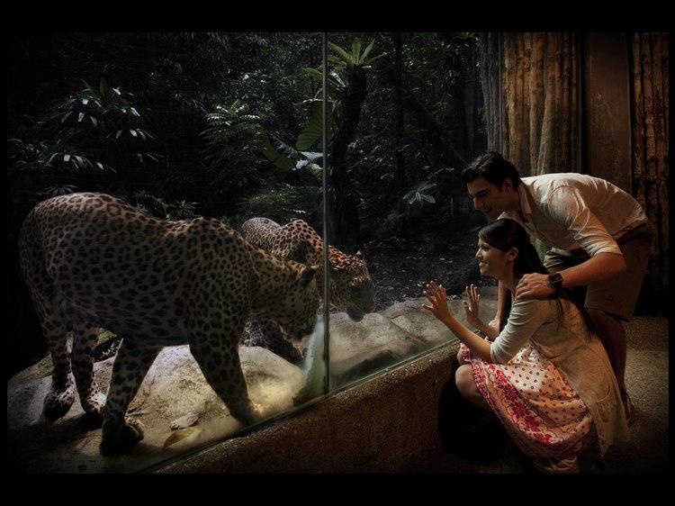 The Night Safari is the world's first night zoo