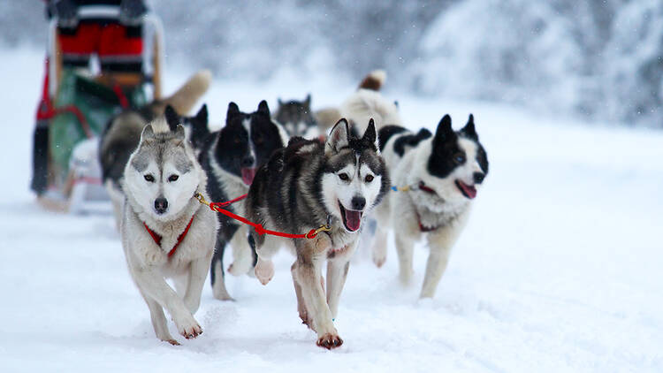 Dog sledding in the Adirondacks Dog sledding in the Adirondacks