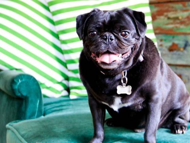 Pug Seal Boutique B&B Pug Seal Boutique B&B