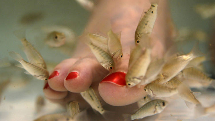 Give your feet a fish pedicure at Kenko Reflexology and Fish Spa