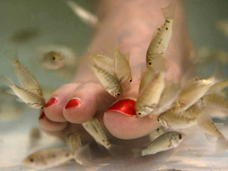 Give your feet a fish pedicure at Kenko Reflexology and Fish Spa