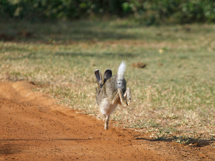 Bundala National Park