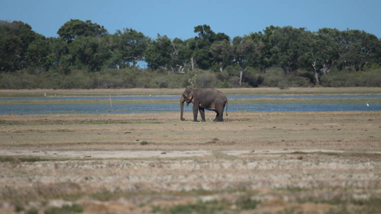 A wildlife park in Hambantota