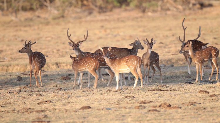 A wildlife park in Hambantota